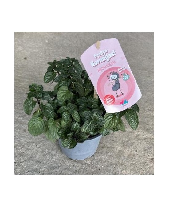 Mentha Piperita (Menta Piperita) Aromática y Medicinal | Endanea Garden

Mentha Piperita (Menta Piperita) Aromática y Medicinal