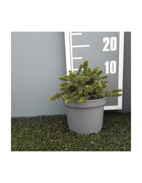 Grevillea Lanigera - Planta Ornamental Compacta y Resistente | Endanea Garden