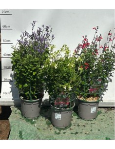 Salvia Planta 3 Colores - Aromática y Fácil de Cuidar | Endanea Garden