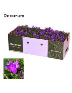 Campanula Perenne en Maceta 11 cm  Flores Coloridas y Fácil Cuidado | Endanea Garden