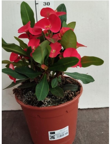 EUPHORBEA MILLI