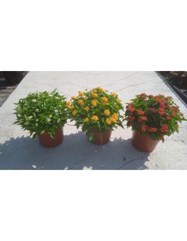 Lantana Camara - Planta Resistente y Colorida para Jardines y Terrazas | Endanea Garden

