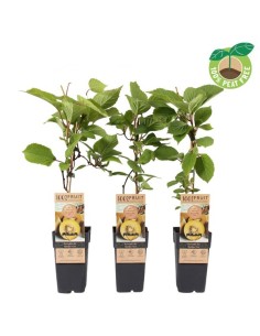 Actinidia Endanea Garden | Planta Trepadora para Cultivar Kiwis Exóticos