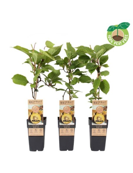Actinidia Endanea Garden | Planta Trepadora para Cultivar Kiwis Exóticos