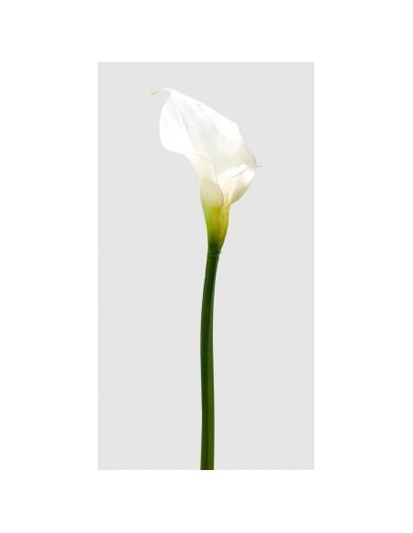 CALLA ROYAL