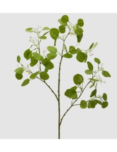 EUCALIPTO RAMO VERDE