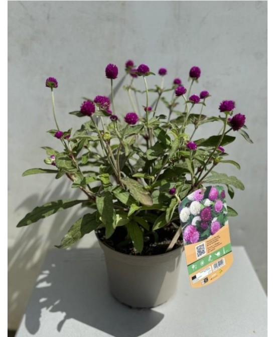 GOMPHERENA GLOBOSA  "PING PONG"
