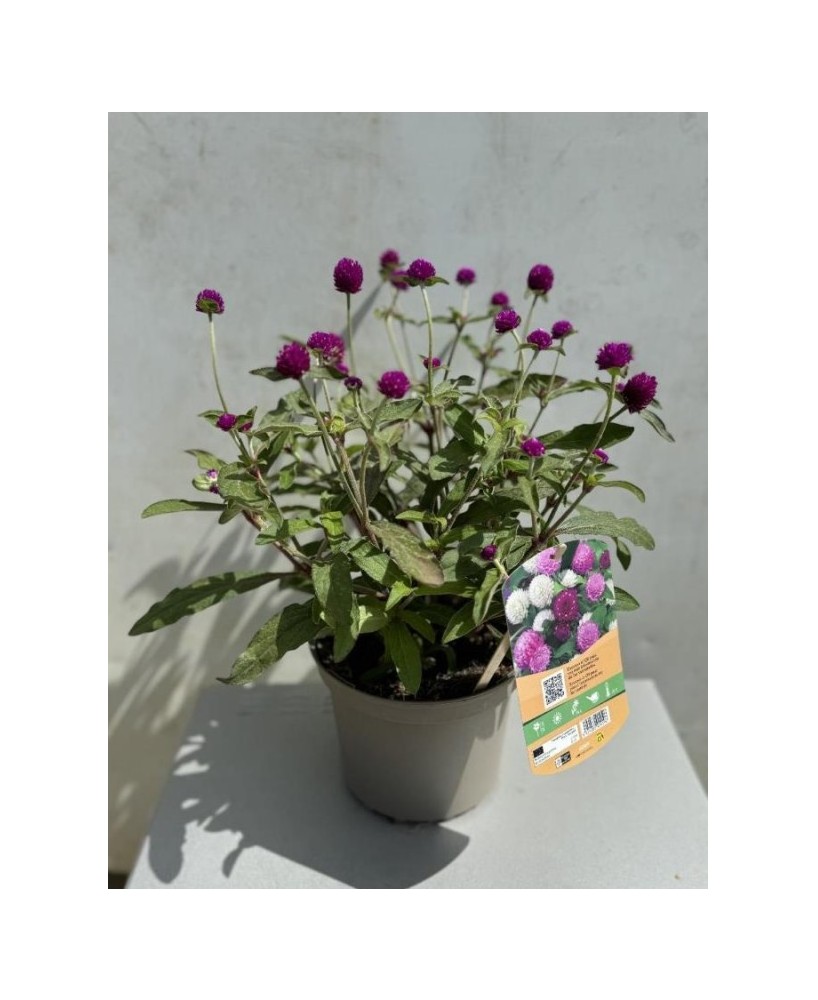 GOMPHERENA GLOBOSA  "PING PONG"