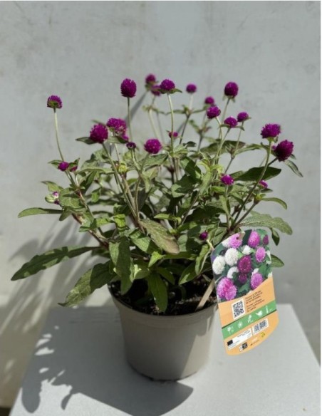 GOMPHERENA GLOBOSA  "PING PONG" 2.5L