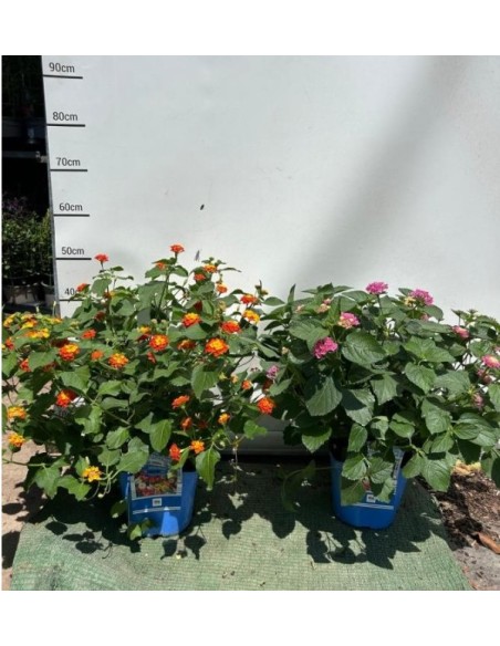 Lantana Camara Artificial  Planta Decorativa Realista y Sin Mantenimiento