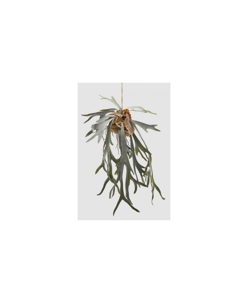 PLATYCERIUM COLGANTE H80 VERDE