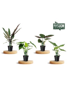 Alocasia Mix Planta Tropical  Hojas Grandes y Exóticas | Endanea Garden