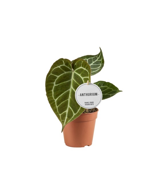 Anthurium Crystallinum  Planta Tropical de Lujo con Hojas Plateadas | Endanea Garden

