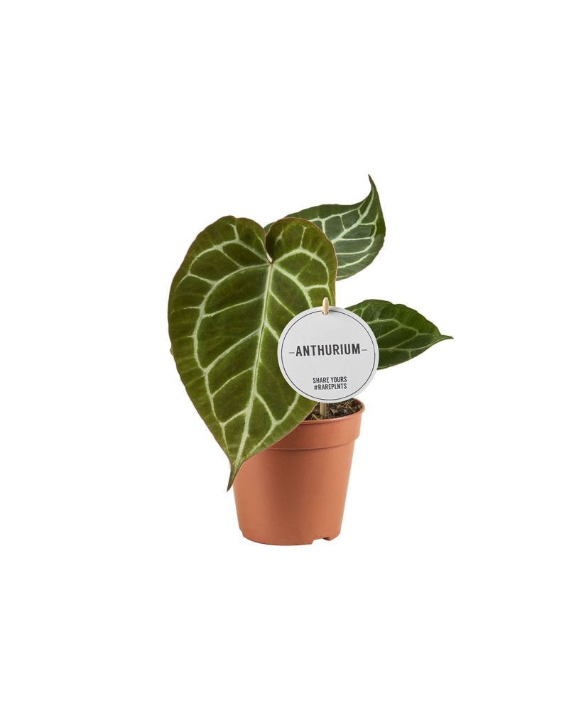 Anthurium Crystallinum  Planta Tropical de Lujo con Hojas Plateadas | Endanea Garden

