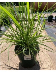 Pennisetum Alopecuroides  Cola de Zorro Ornamental | Endanea Garden