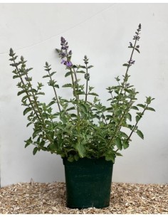 Nepeta  Planta Aromática y Resistente para Jardín | Endanea Garden
