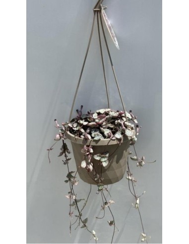 Ceropegia Variegata | Planta suculenta cadena de corazones fácil de cuidar

