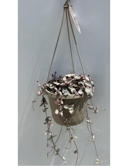 Ceropegia Variegata | Planta suculenta cadena de corazones fácil de cuidar

