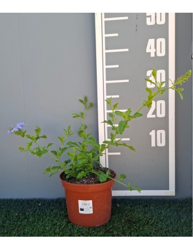 Plumbago Auriculata  Arbusto con Flores Azules para Jardín y Terraza | Endanea Garden

