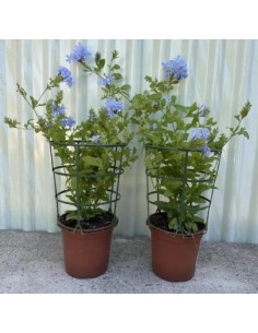 Plumbago Auriculata - Arbusto Perenne con Flores Azules | Endanea Garden

