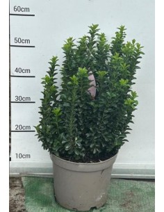 Evonymus Japonicus Benkomasaki  Planta compacta y resistente | Endanea Garden