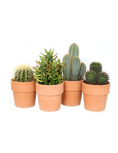 Cactus Mix Endanea Garden  Colección Variada de Cactus Exóticos, Fácil Cuidado y Decoración Natural para Hogar y Jardín

