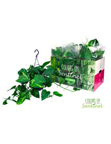 Epipremnum Pinnatum (Pothos) | Planta de interior resistente y purificadora

