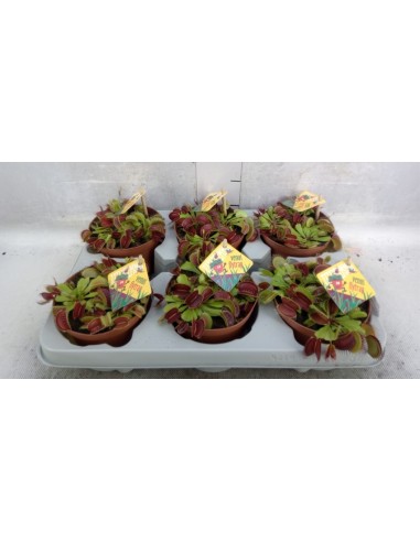 Dionaea Muscipula Venus Atrapamoscas | Planta Carnívora Fácil de Cuidar

