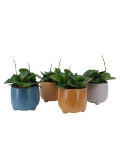 Peperomia Mix Endanea | Plantas de interior decorativas y fáciles

