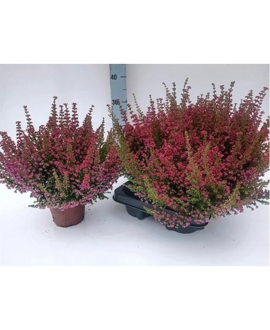 ERICA GRACILIS