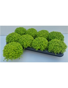 Soleirolia Mix Lágrimas de Bebé - Planta Tapizante Fácil de Cuidar | Endanea Garden