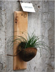 Paperomia Smit Collection Bambino y Tillandsia con maceta magnética en Endanea Garden