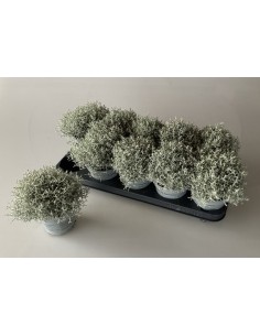 Calocephalus Leucophylla Brownii M12 Gris Plata planta ornamental follaje elegante