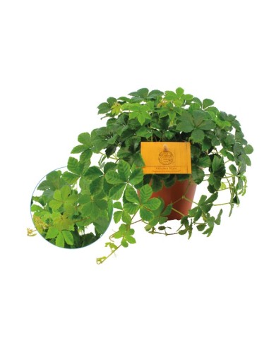PARTHENOCISSUS QUINQUEFOLIA UPCLIMBERS M15