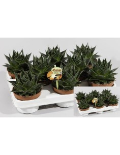 Aloe Cosmo  Suculenta Decorativa y Resistente para Interior y Exterior | Endanea Garden