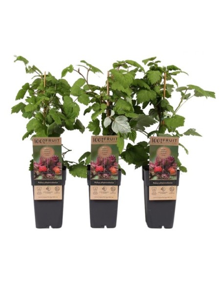 Rubus Phoenicolasius (Frambuesa Japonesa)  Arbusto Frutal Exótico y Decorativo | Endanea Garden