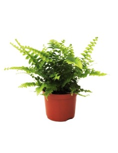 Nephrolepis Helecho de Interior  Follaje Frondoso y Fácil Cuidado | Endanea Garden