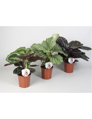 Calathea Mix  Plantas de Interior Decorativas y Fáciles de Cuidar | Endanea Garden

