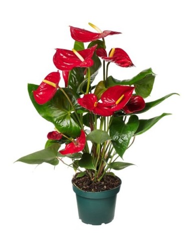 Anthurium Andr. Nevada  Planta tropical elegante para interiores

