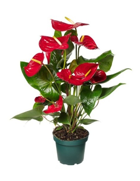 Anthurium Andr. Nevada  Planta tropical elegante para interiores

