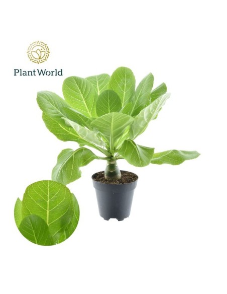 Brighamia Insignis (Hawaiian Palm)  Planta Tropical Compacta y Exótica | Endanea Garden