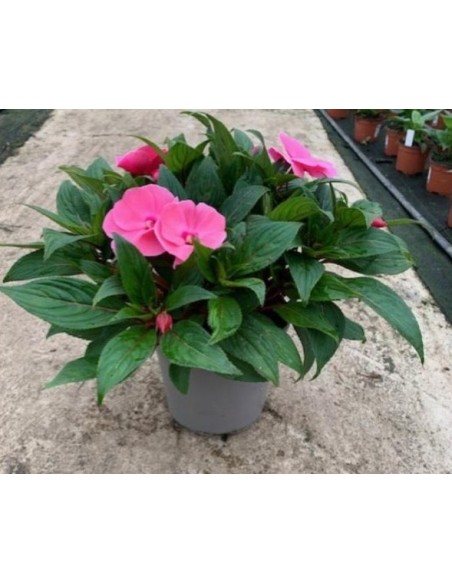 Impatiens Wall Single 6-Pack  Flores Vibrantes para Jardín y Balcón | Endanea Garden