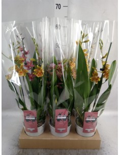 Cambria 2T Planta de Interior Elegante  Fácil Cuidado | Endanea Garden

