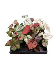 Caladium Planta Tropical Decorativa | Hojas Vibrantes y Fácil Cuidado - Endanea Garden

