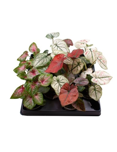 Caladium Planta Tropical Decorativa | Hojas Vibrantes y Fácil Cuidado - Endanea Garden

