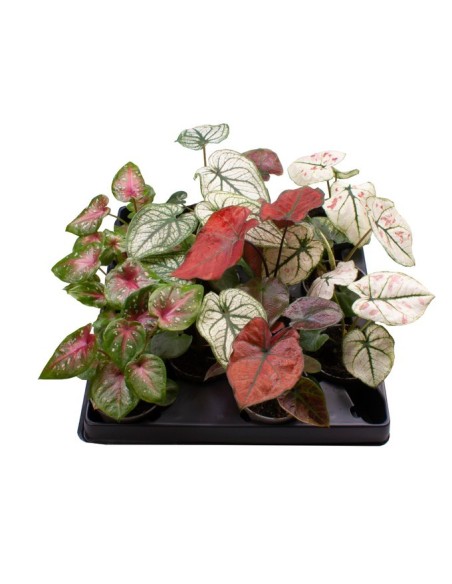 Caladium Planta Tropical Decorativa | Hojas Vibrantes y Fácil Cuidado - Endanea Garden

