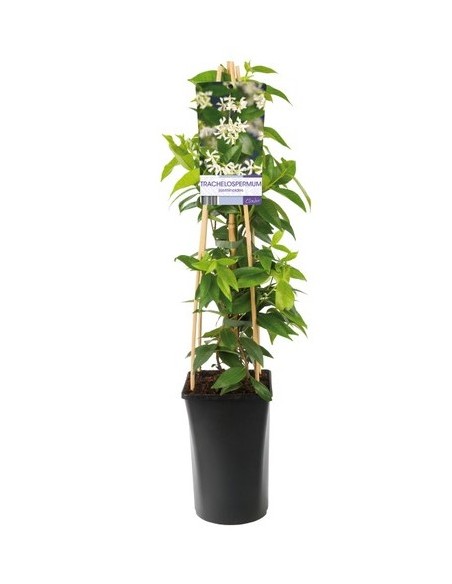 Trachelospermum Jasminoides Jazmín Estrella  Planta Trepadora Perenne y Aromática | Endanea Garden
