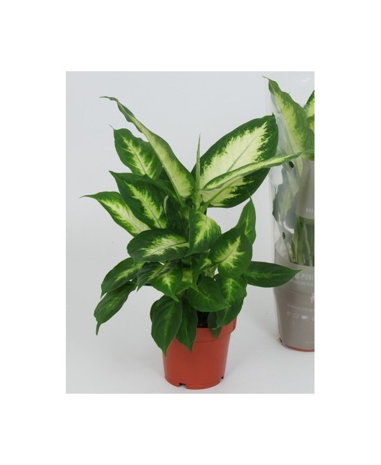 Dieffenbachia Camilla  Planta Tropical de Interior con Hojas Verdes y Blancas | Fácil Cuidado

