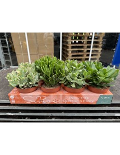 Crassula Mix  Suculentas de Bajo Mantenimiento para Hogar y Jardín | Endanea Garden