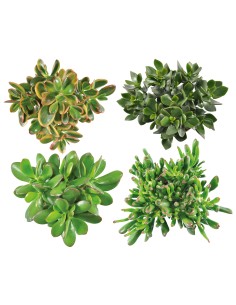 Crassula Mix  Suculentas de Bajo Mantenimiento para Hogar y Jardín | Endanea Garden 2